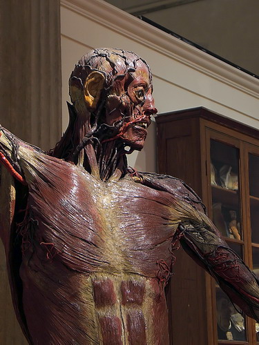Statua miologica di uomo