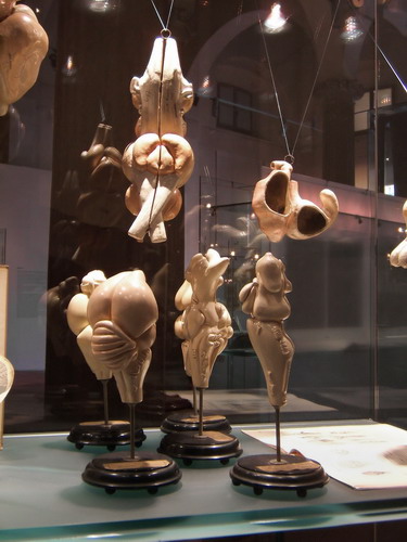 Modelli apribili di cervelli di Vertebrati a uso didattico